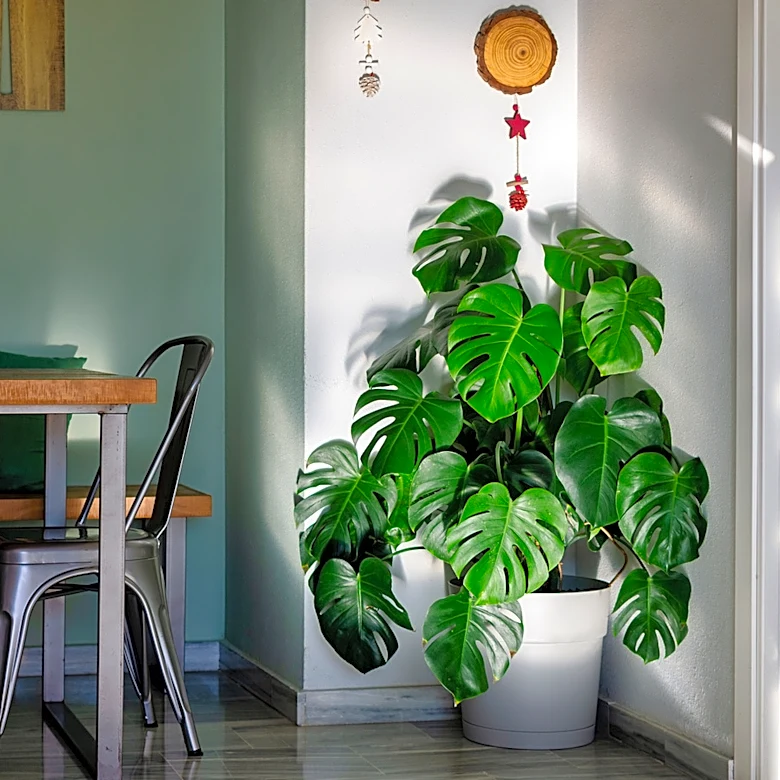 Turn Old, Fallen Monstera Leaves Into Spooky Wall Decor With A DIY