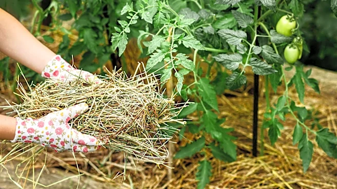 Say Goodbye To Traditional Mulch: The Perennial Grass With Deep Roots That Slows Weed Growth