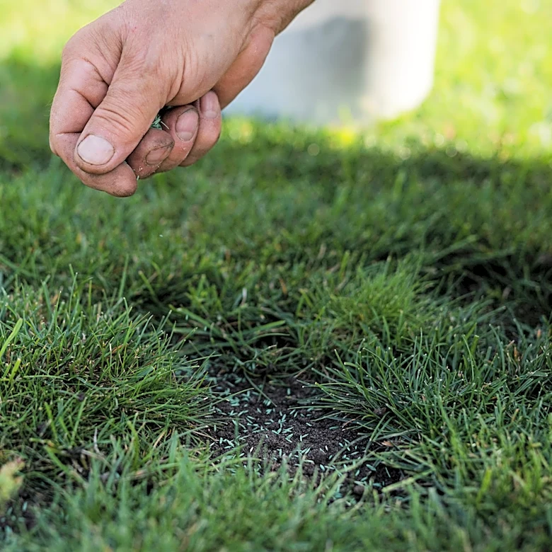 Not Creeping Phlox: The Lawn Plant That's Great For Erosion Control