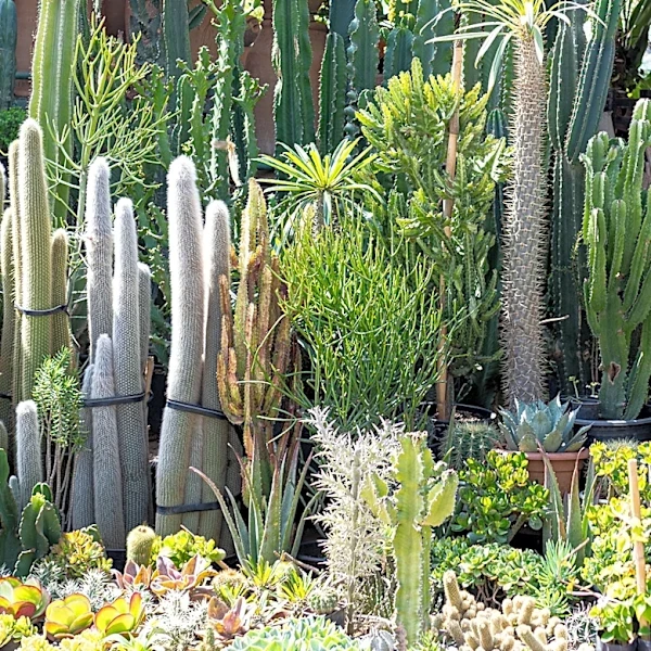 Behold The Rare Cactus With Stunning White Flowers That Only Bloom At Night