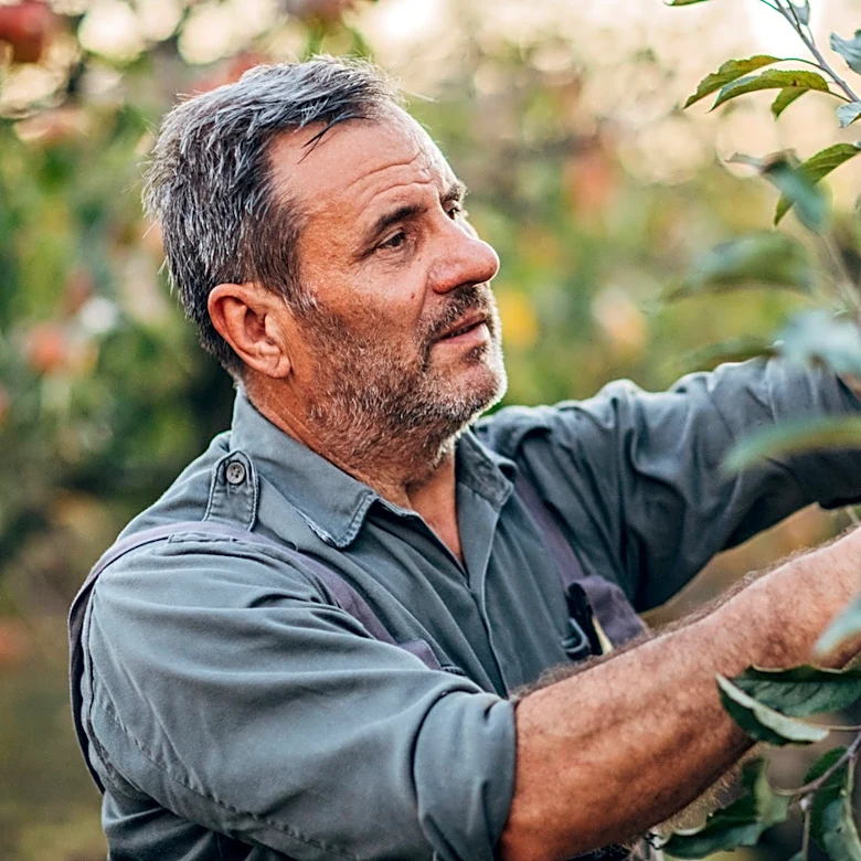 Not Straw Or Sawdust: The Best Type Of Mulch To Use Around Fruit Trees