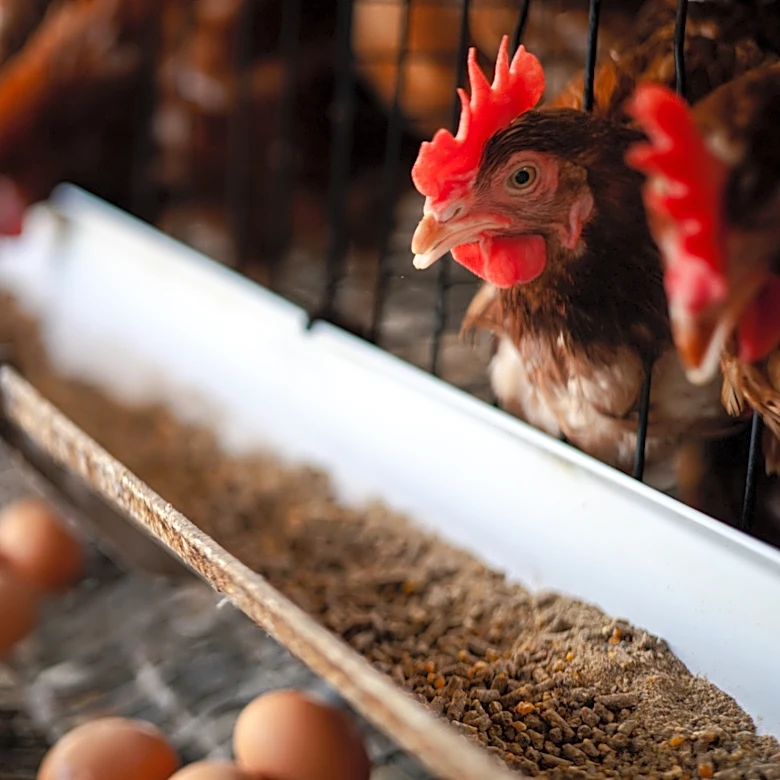 She Turns An Old Chicken Feeder Into The Cutest Utensil Holder For Your Kitchen