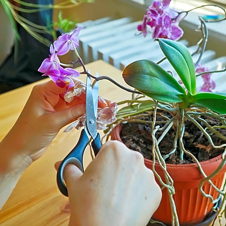 Orchids Drooping? This Small Daily Action Could Be Harming Their Blooms
