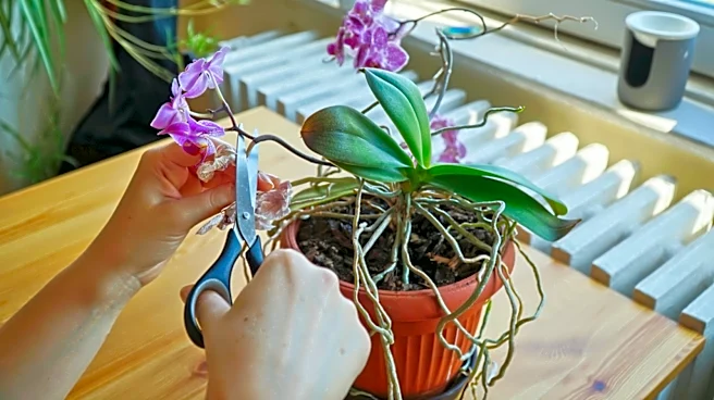 Orchids Drooping? This Small Daily Action Could Be Harming Their Blooms