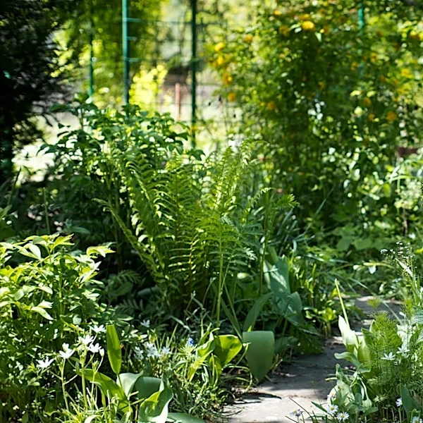 Fill Your Shaded Garden With A Trailing Plant That Has Pretty Purple Flowers