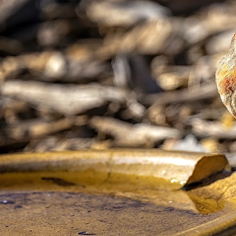 Forget Basic Bird Baths: The Amazon Find That Gives Them A Place To Eat Too