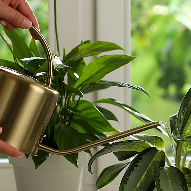 6 IKEA Cabinets That Double As The Perfect Greenhouse For Houseplants