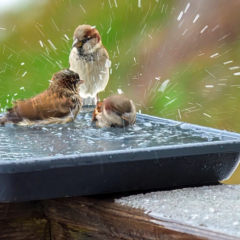 Bye Plastic Birdbaths: DIY A More Durable Solution With Concrete