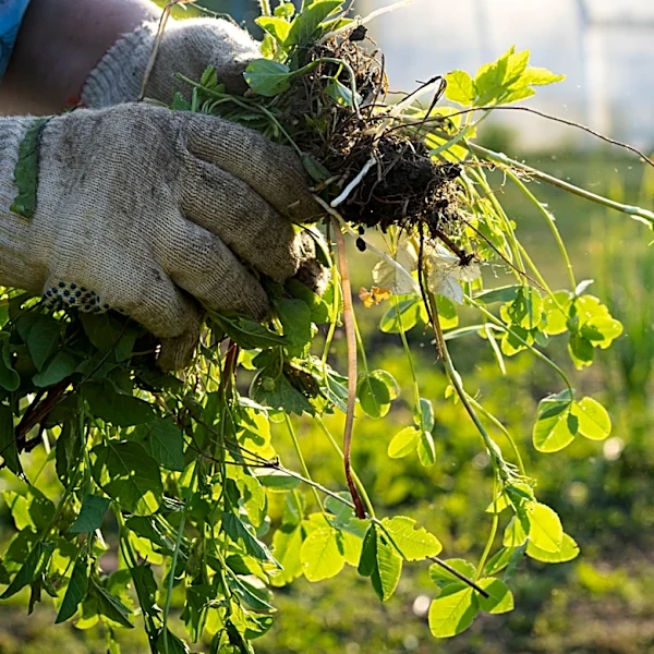 Hand Pulling Weeds Is A Thing Of The Past With This Easy-To-Use Tool At Home Depot