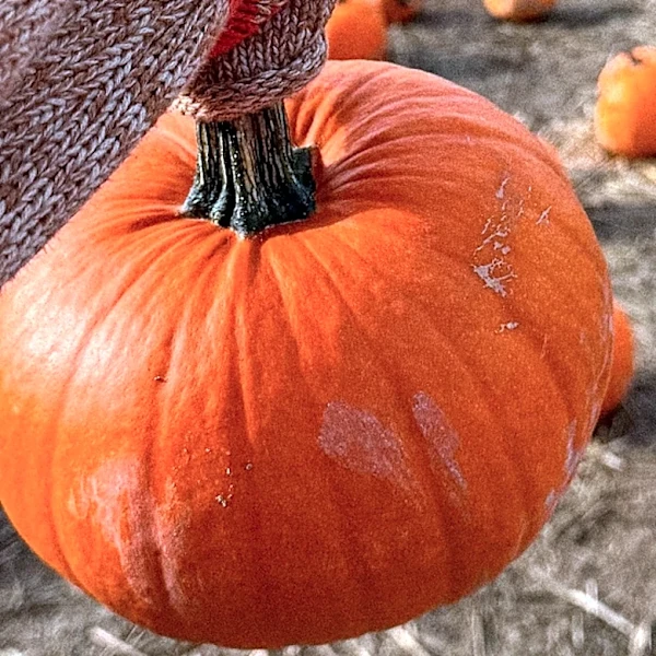 If You Have Yarn And A Pumpkin, You Can Make A No-Carve, Funky Craft