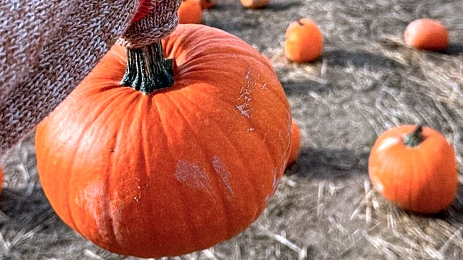 If You Have Yarn And A Pumpkin, You Can Make A No-Carve, Funky Craft