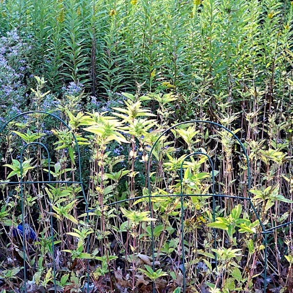 Not Aloe Vera: The Medicinal Plant Gardeners Have Used To Attract Pollinators To Their Garden