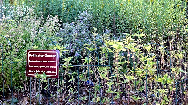 Not Aloe Vera: The Medicinal Plant Gardeners Have Used To Attract Pollinators To Their Garden