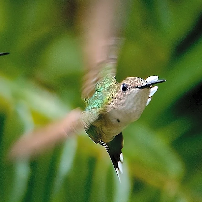 Not Daisies: The Pure White Flower That Hummingbirds Can't Resist