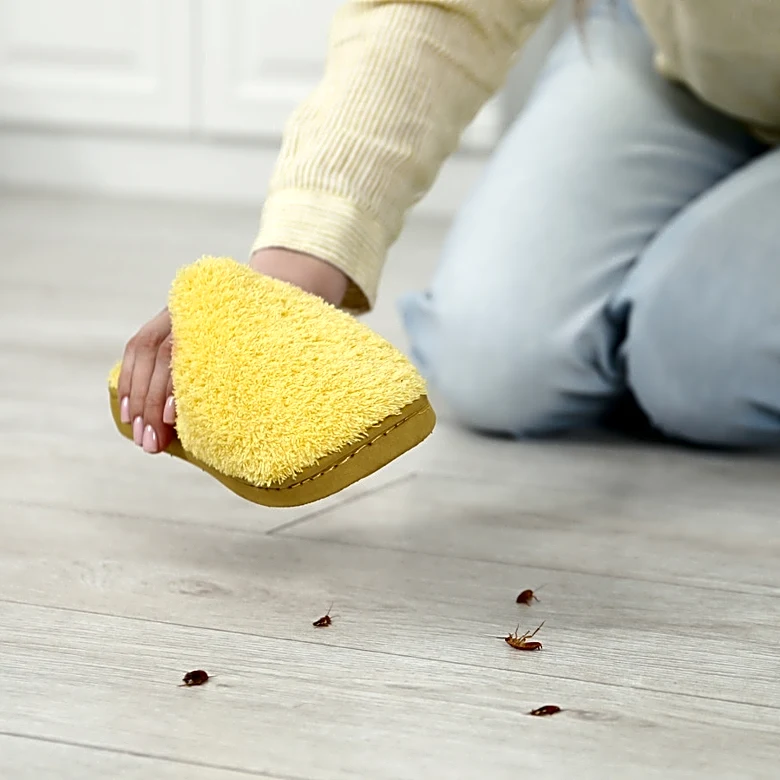 No More Squashing: Hands-Free Solution To Remove Bugs Using A Shark Tank Find