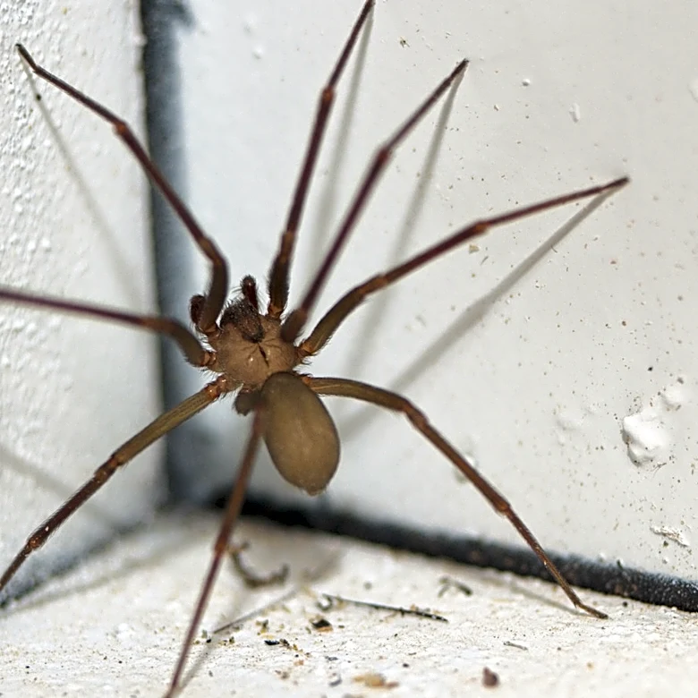 How To Get Rid Of A Brown Recluse That Allows You To Keep Your Distance