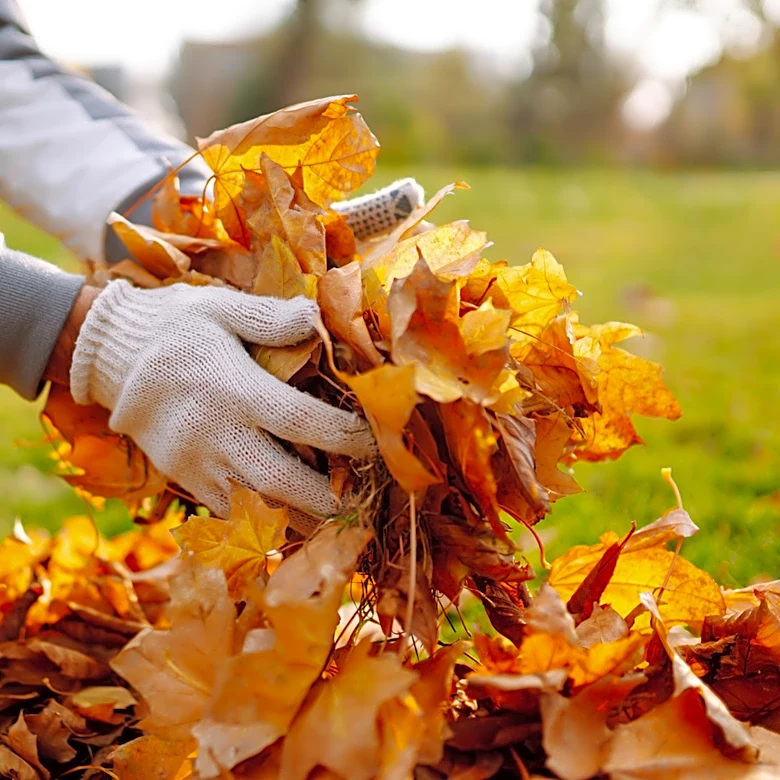 Easier Than A Tarp: The Alternative From Home Depot That's Better For Collecting Fallen Leaves
