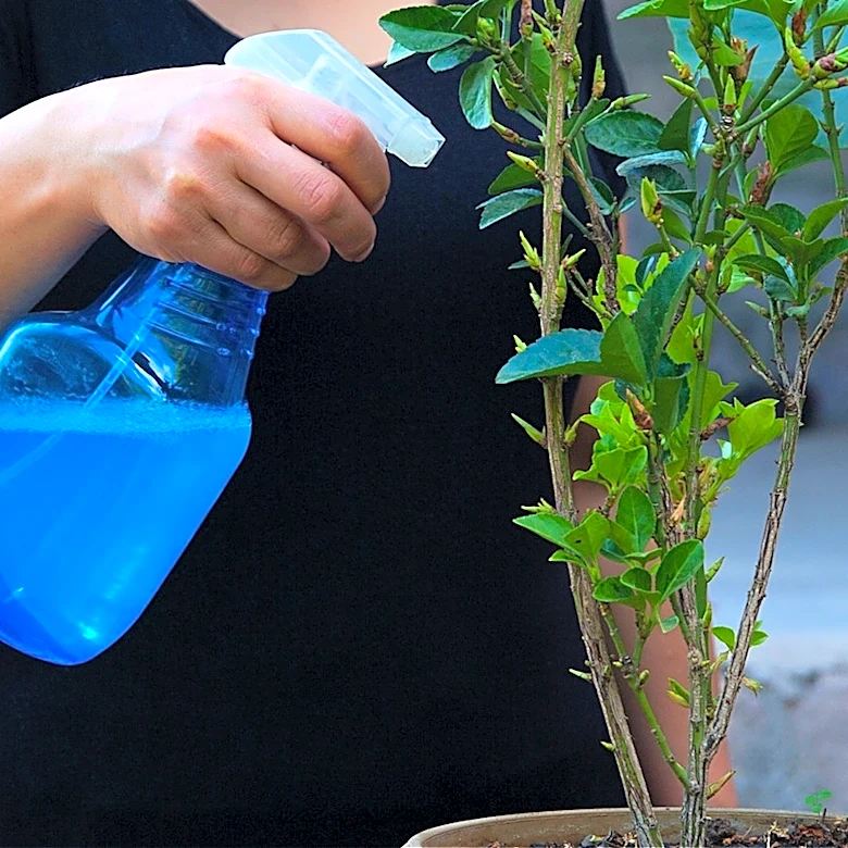 Does Spraying Plants With Dawn Dish Soap Harm Them?