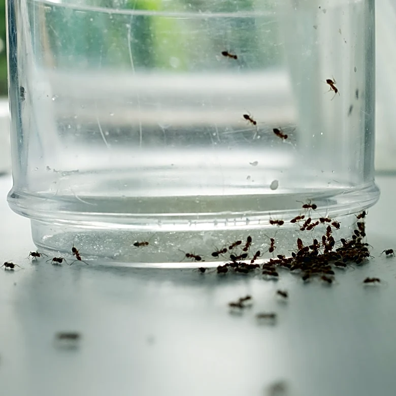 The Essential Oil You Can Use To Help Deter Ants Instead Of Lavender