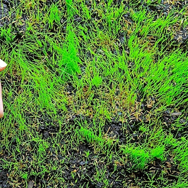 How Long Does Grass Seed Take To Germinate?