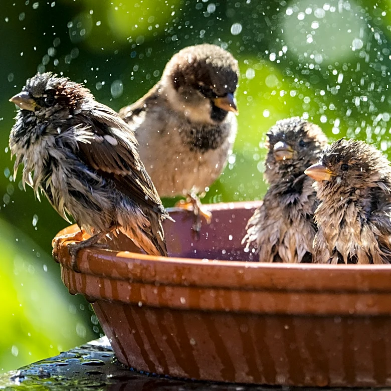 Say Goodbye To Traditional Bird Baths, Amazon Has A Solution For Renters And Small Spaces