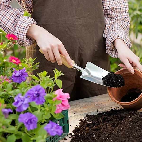 Skip Hydrangeas: The Compact Alternative For A Yard Full Of White Flowers