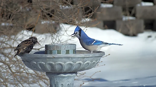 Goodbye Traditional Birdbaths — Keep Visitors Warm With A Deck-Mounted Amazon Find
