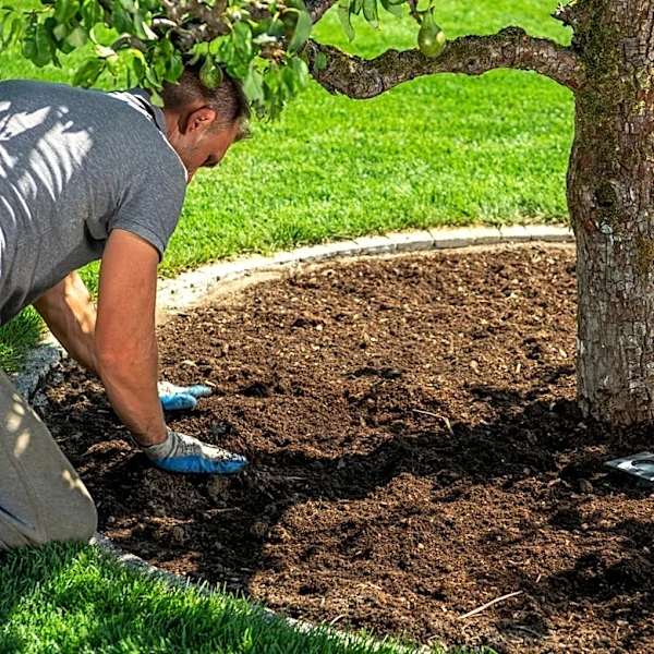 Remove Grass From Mulch Around Tree Roots With A Tool That's Better Than Hand Pulling
