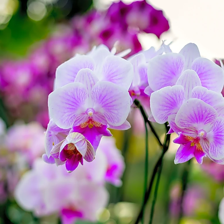 Is It Illegal To Pick Orchids? The Rules You Need To Know