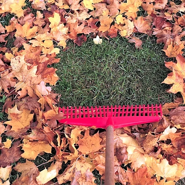 Say Goodbye To Traditional Rakes: The Easy-To-Use Tool From Amazon For Collecting Leaves
