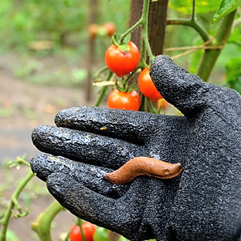 Which Household Slug Remedies Are Safe To Use Around Vegetables?