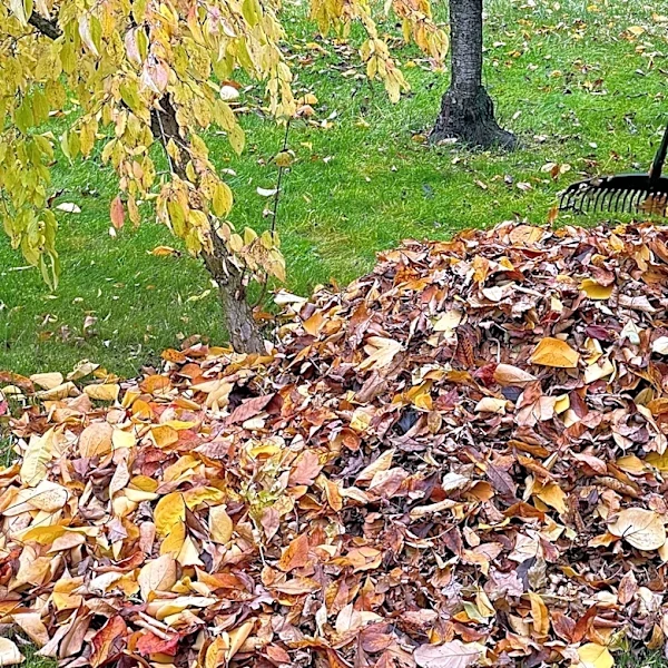 Goodbye Traditional Tarps: The Home Depot Find That Makes Collecting Leaves Easy