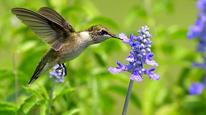 Attract Hummingbirds To Your Fall Garden With This Fragrant, Purple Herb (It's Not Sage)
