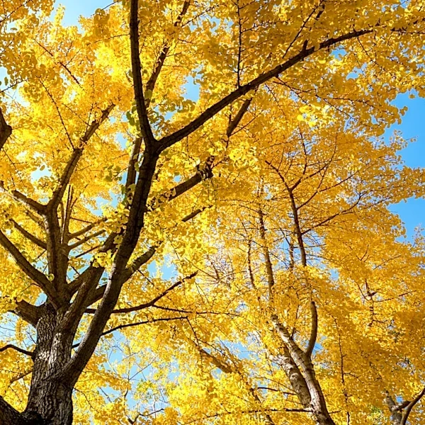 The Old-Fashioned Tree With Bright Yellow Foliage Arborists Still Love To Grow