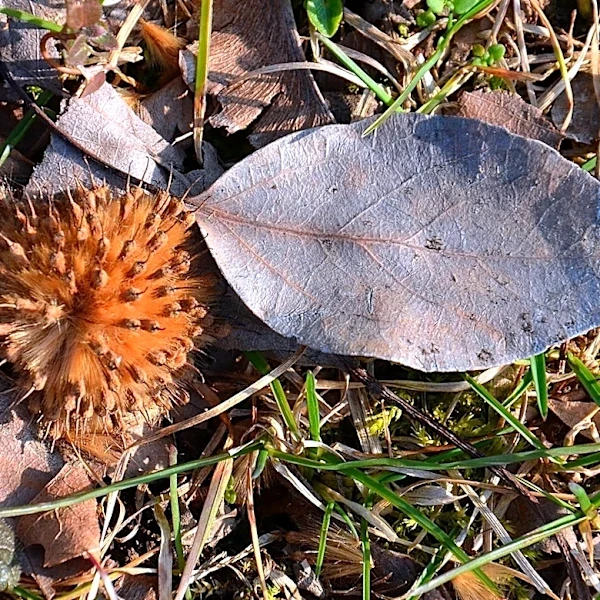 Skip Basic Store-Bought Fall Wreaths: DIY A Cuter One With Empty Beechnut Shells