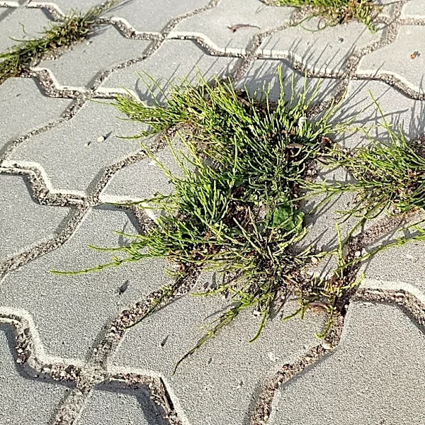 No Pulling: The Budget-Friendly Tool For Removing Weeds From Driveway Cracks
