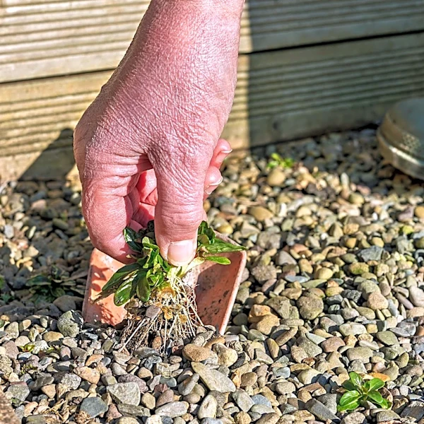 Forget Hand Pulling: The RYOBI Tool For Removing Weeds From Gravel Driveways