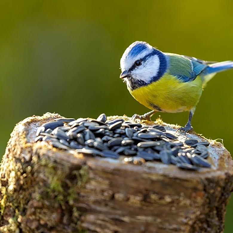 Goodbye, Typical Bird Feeders — The Home Depot Find That Gives Feathered Friends More Space