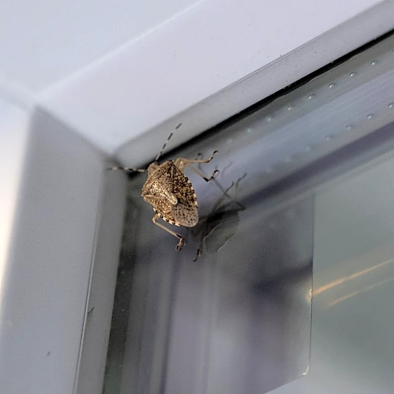 Forget Essential Oils: Get Rid Of Stink Bugs With An Easy Entry Barrier Trap