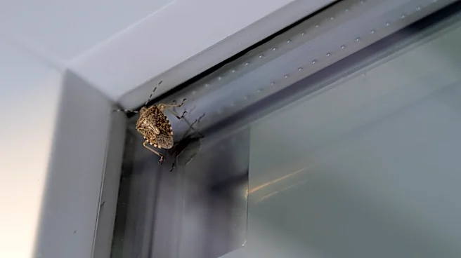 Forget Essential Oils: Get Rid Of Stink Bugs With An Easy Entry Barrier Trap