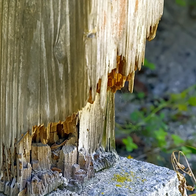 How To Get Rid Of Subterranean Termites With An Eco-Friendly Solution