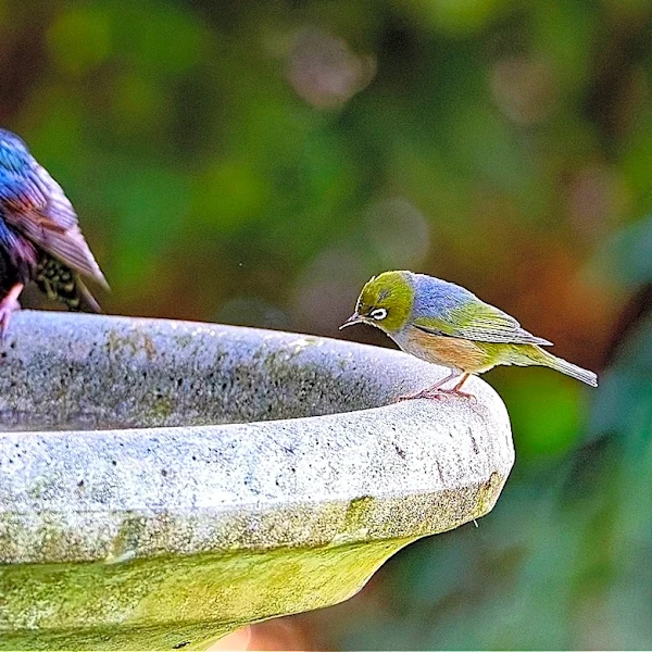 Skip Traditional Bird Baths: The Walmart Find That Lights Your Space & Doubles As A Feeder