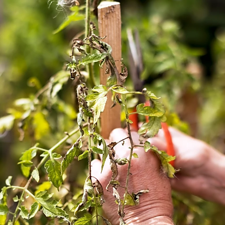 How To Reduce Wind Burn In Your Garden: The Affordable Solution In Your Kitchen