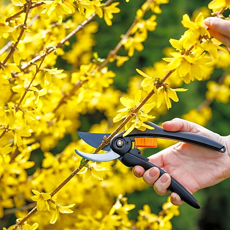 Not Forsythia: The Old-Fashioned Arching Shrub Gardeners Still Love To Grow