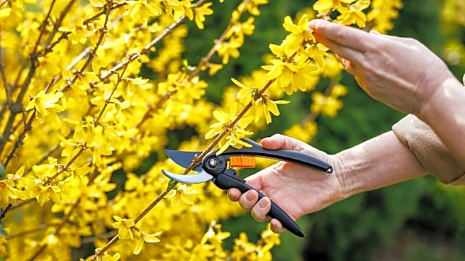 Not Forsythia: The Old-Fashioned Arching Shrub Gardeners Still Love To Grow