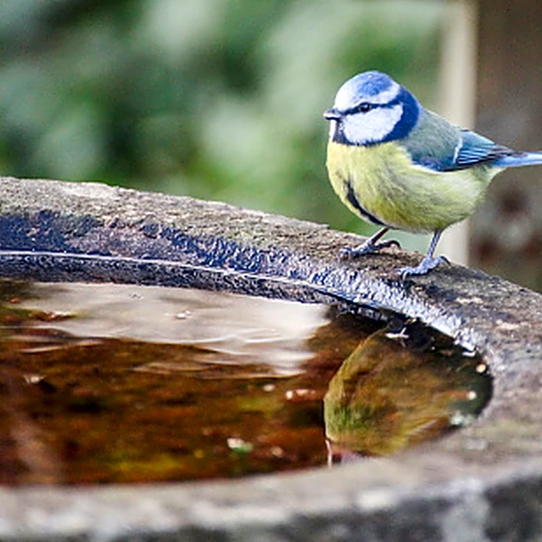 Ditch Boring Birdbaths: The Find From Lowe's That Adds A Rustic Touch To Garden Beds