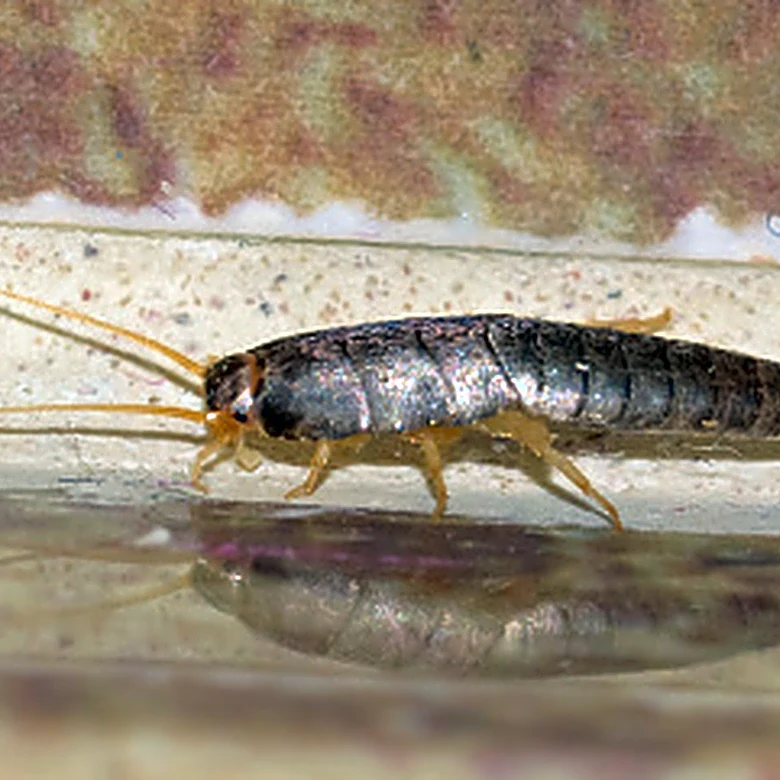 Catch Silverfish With Little More Than A Cleaning Staple You Already Own