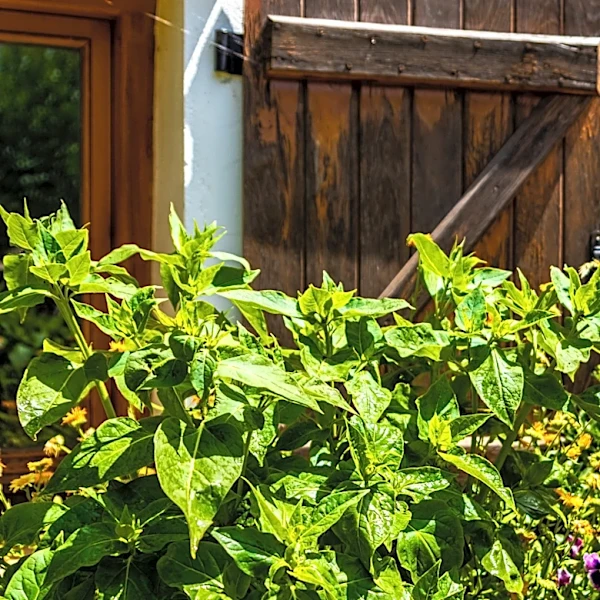 Woven Willow Edging Gives Mulched Flower Beds A Cottage-Garden Border