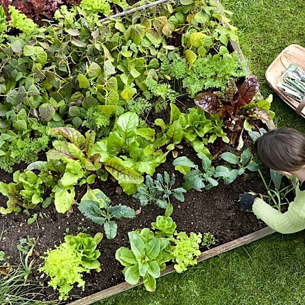 Say Goodbye To Traditional Mulch: The Popular Garden Vegetable That Can Suppress Weeds