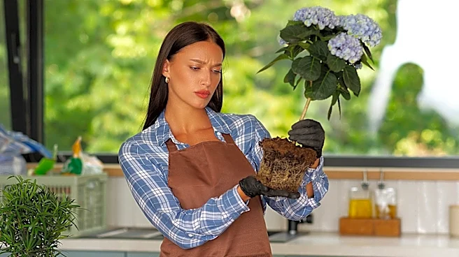 Why Potted Hydrangeas Often Don't Return After Winter